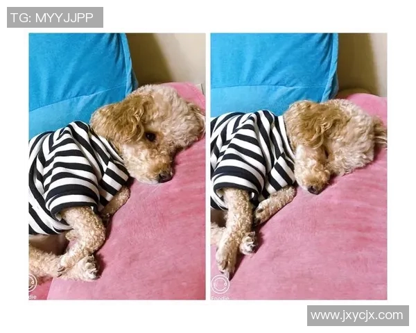 聚焦绿茵巨星爱宠揭秘足球球星与猫咪之间的温情故事